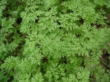 KERBLÍK TŘEBULE SETÝ - Anthriscus cerefolium subsp. sativa Dost.