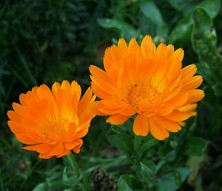 Měsíček zahradní - Calendula officinalis L.