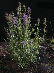 Yzop lékařský - Hyssopus officinalis L.