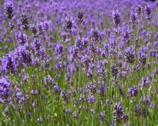 Levandule lékařská - Levandula officinalia Chaix et Kitt.