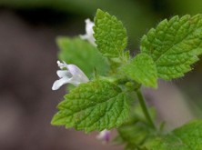 Meduňka lékařská - Melissa officinalis L.