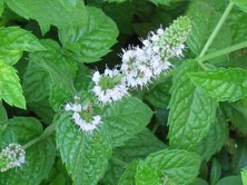 Máta peprná - Mentha piperita L.