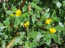 Šrucha zelná - Portulaca oleracea L.