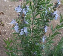 Rozmarýna lékařská - Rosmarinus officinalis L.