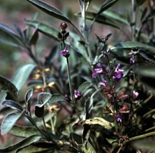 Šalvěj lékařská - Salvia officinalis L.