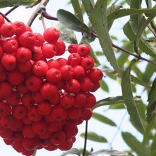 JEŘÁB ČERVENÝ SLADKOPLODÝ MORAVSKÝ - Sorbus aucuparia var. moravica Zeng. = var. edulis Dieck