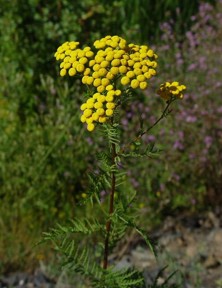 Vratič obecný - Tanacetum vulgara L.