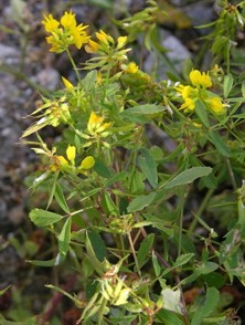 Pískavice řecké seno - Trigonella Foenum-graecum L.