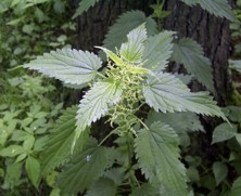 Kopřiva dvoudomá - Urtica dioica L.